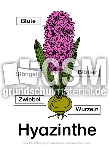 Hyazinthe-Bezeichnungen-Lösung.pdf